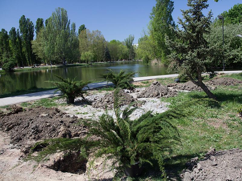 Высадка экзотических деревьев в Гагаринском парке Симферополя