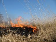 За соблюдением запрета на выжигание сухой травы на сельскохозяйственных землях теперь должны следить и муниципальные инспекторы 