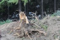 Гурзуф: варварская вырубка леса под «фитоцентр»